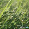 実るほど頭を垂れる稲穂かな