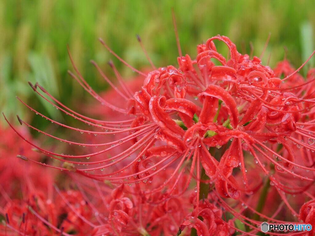 しっとり 曼殊沙華
