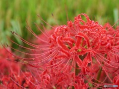 しっとり 曼殊沙華
