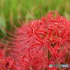 しっとり 曼殊沙華