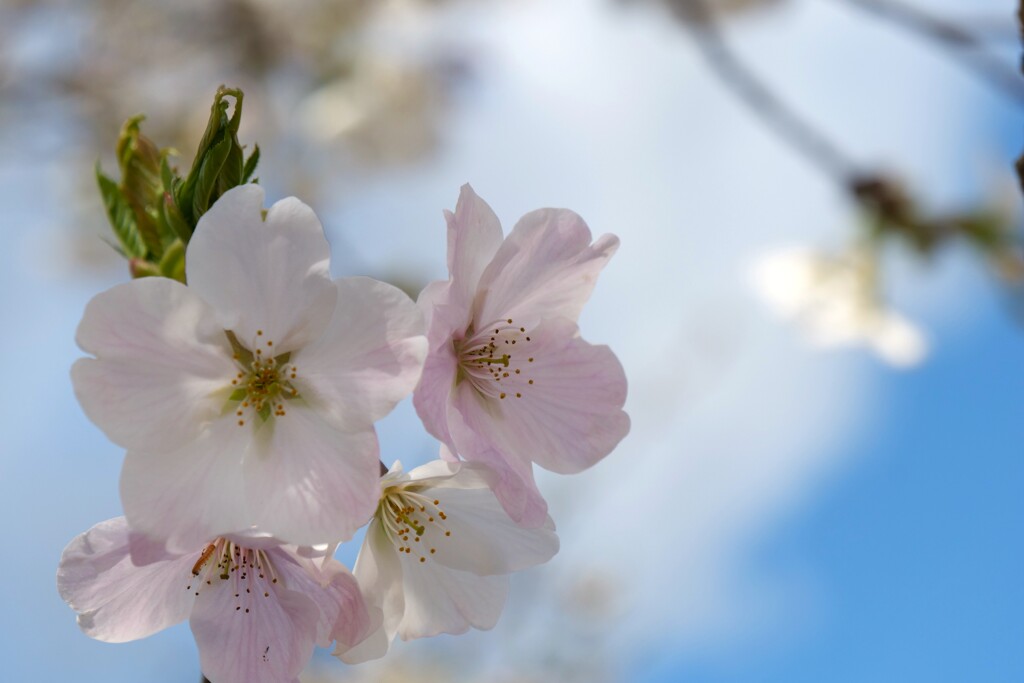 淡くて儚い色ですね　桜色