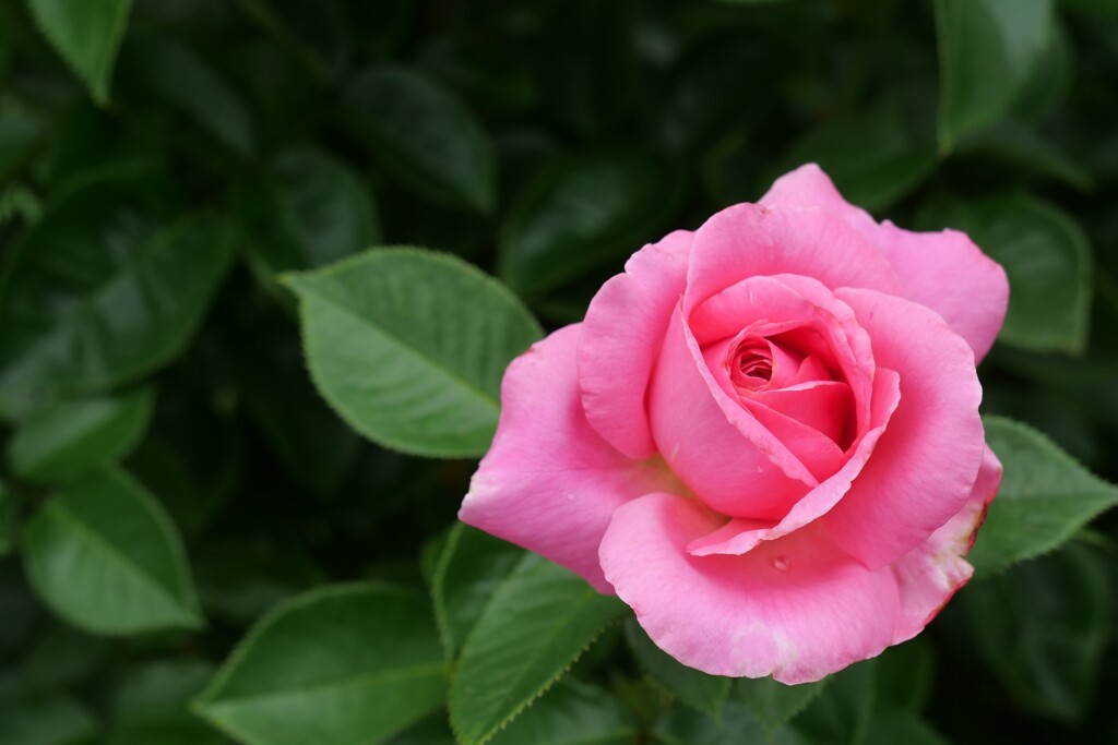 2026年7月の薔薇 by check03 （ID：13585485） - 写真共有サイト:PHOTOHITO