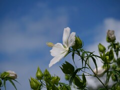 あの夏に想う