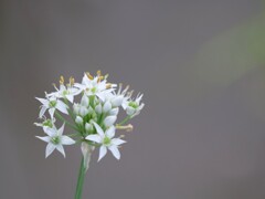 韮の花
