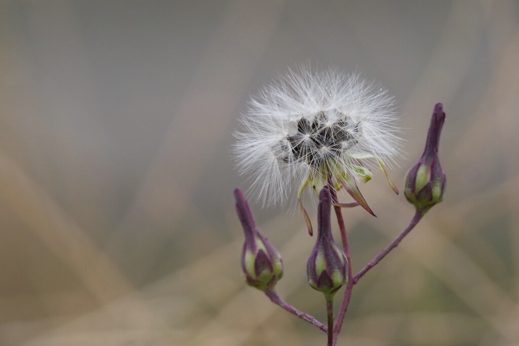 道端の草