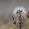 道端の草