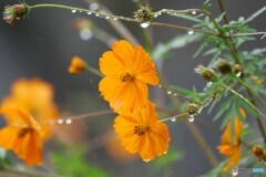 晩秋の雨