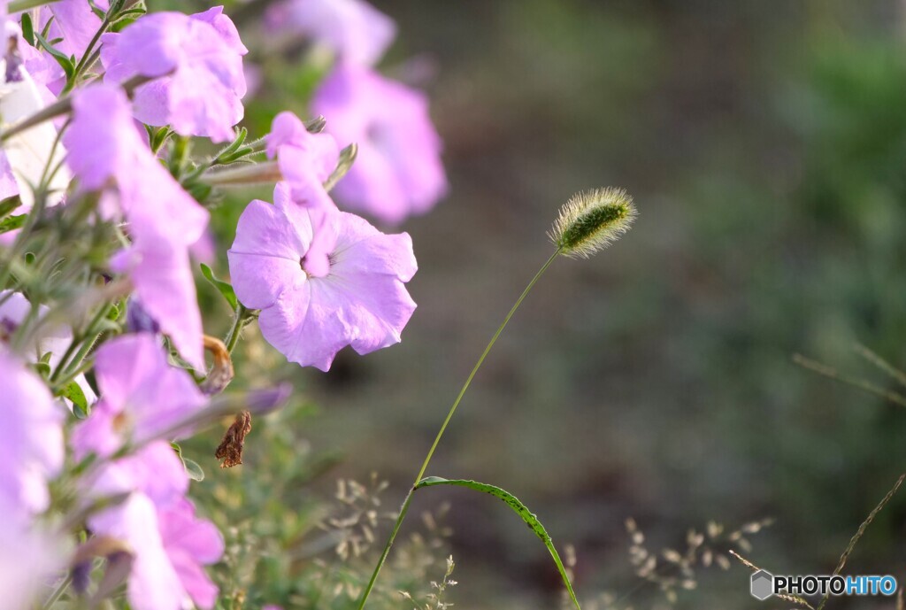 花と草