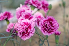carnation