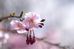 桜色舞うころ　4/4　　