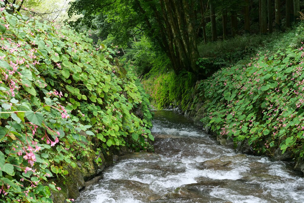涼を呼ぶ川