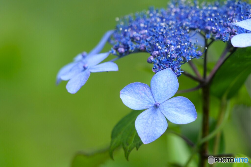 額紫陽花