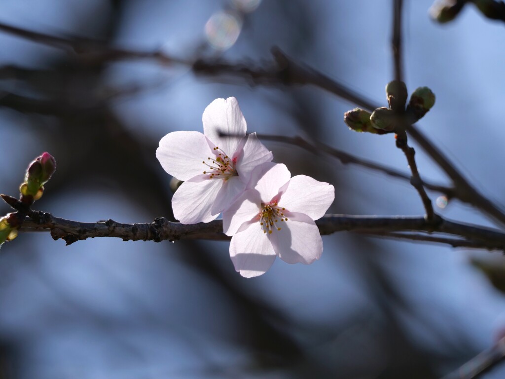 開花しました！