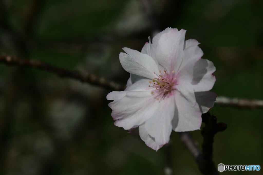 ９月の桜