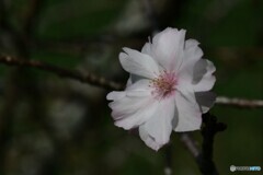 ９月の桜