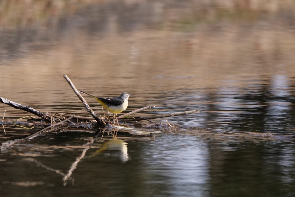 公園の鳥たち 2