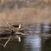 公園の鳥たち 2