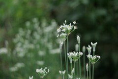 清楚な花 3/3