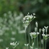 清楚な花 3/3