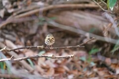 小さくても大きな存在感