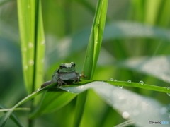 朝の目覚め