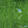ツユクサさん