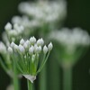 朝散歩にて 31