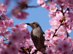 桜に囲まれて