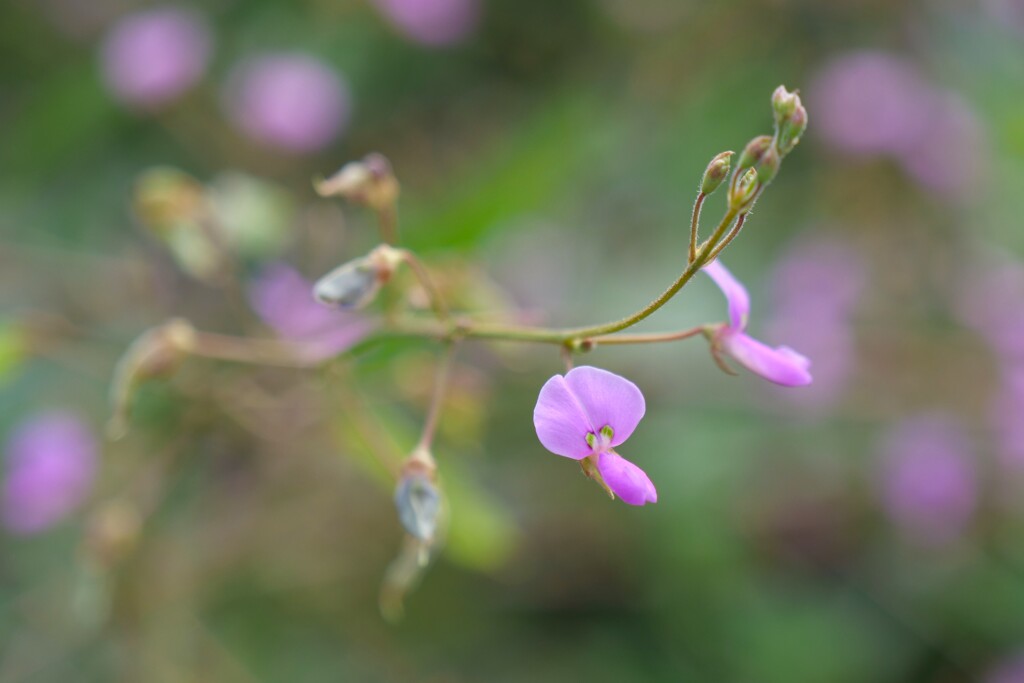 小さき花