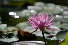 お彼岸の睡蓮