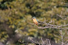 久しぶりのカワセミさん