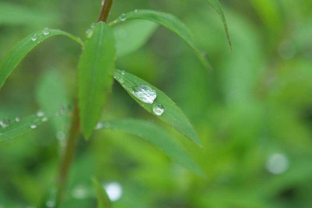 雨の日の記憶