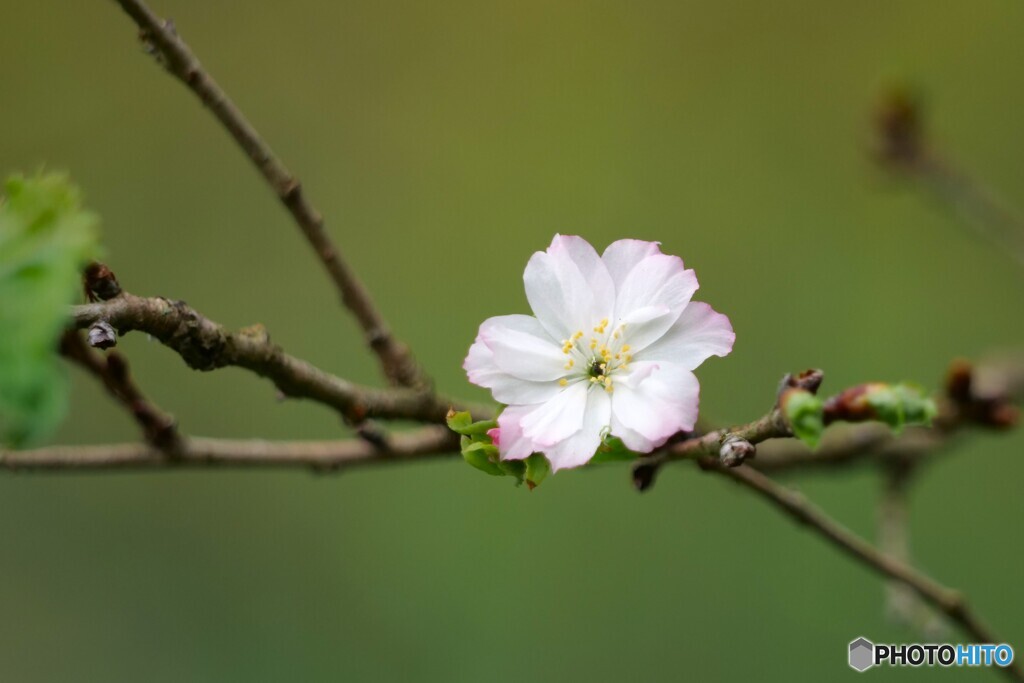 10月桜