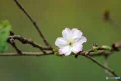 10月桜