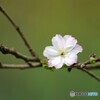 10月桜