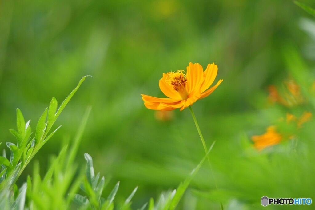 夏に咲く