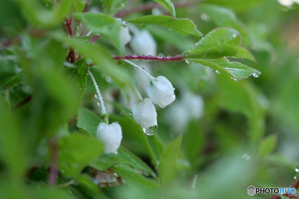 雨上がりの朝に 2/3