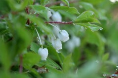 雨上がりの朝に 2/3