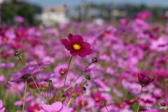 赤い秋桜