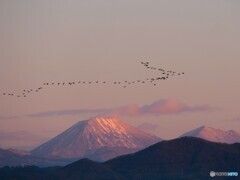 男体山と渡り鳥