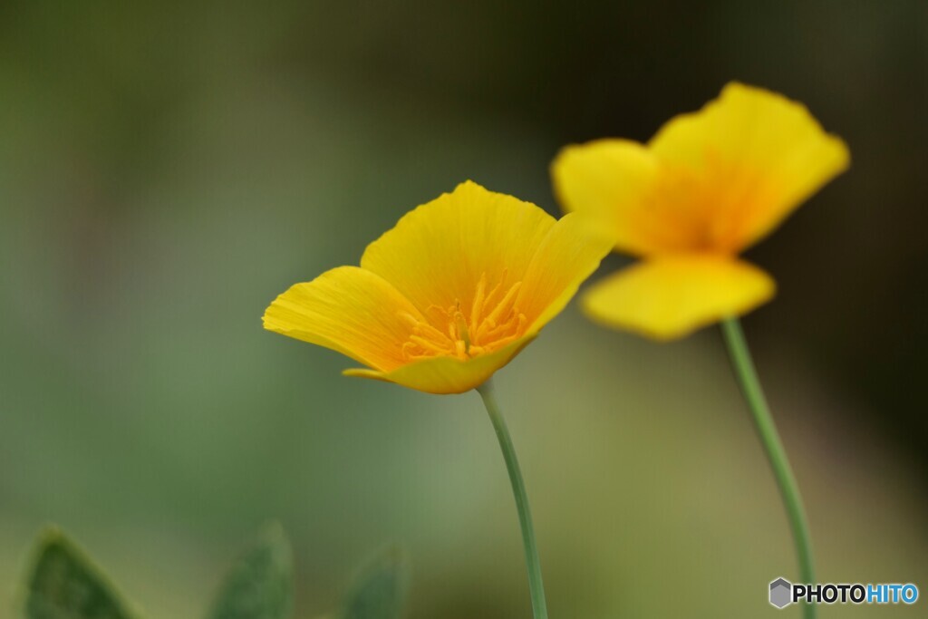 花菱草