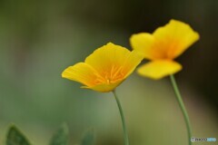 花菱草