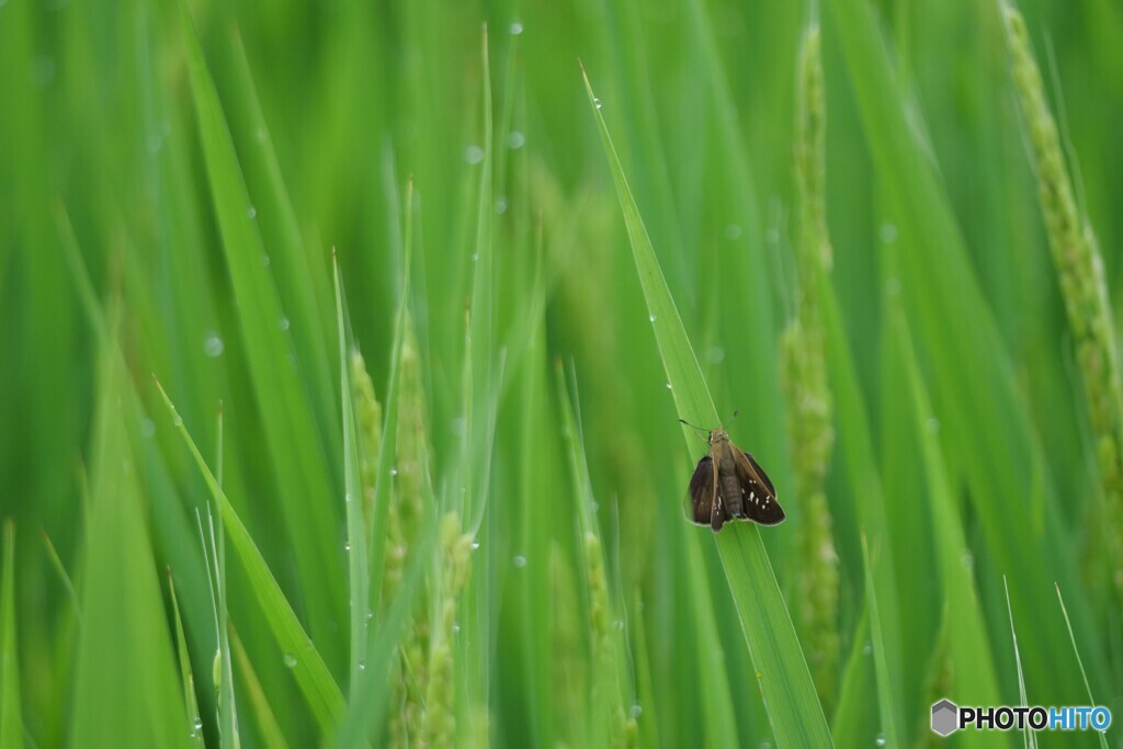 茶褐色のセセリチョウ