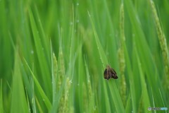 茶褐色のセセリチョウ