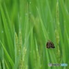 茶褐色のセセリチョウ