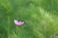 ポツンと秋桜