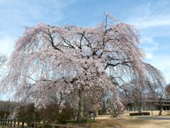 枝垂れ桜