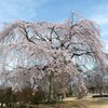 枝垂れ桜