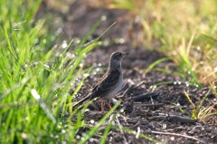 夢と希望を持って