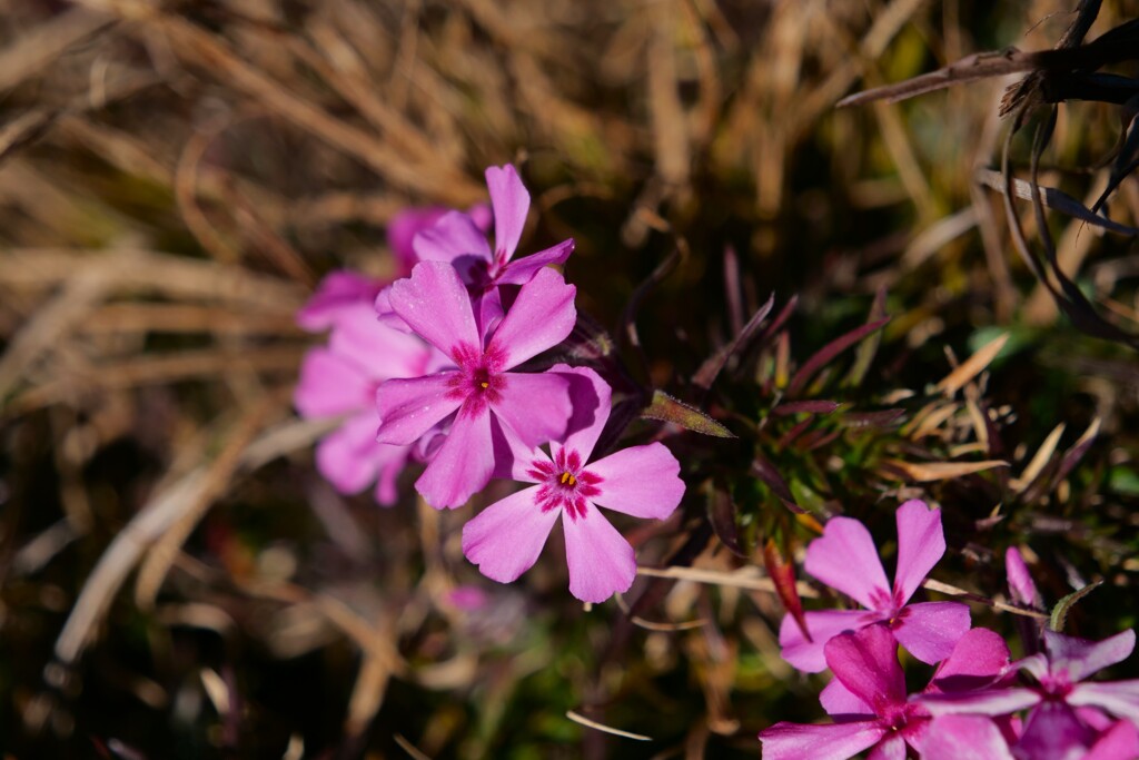 芝桜